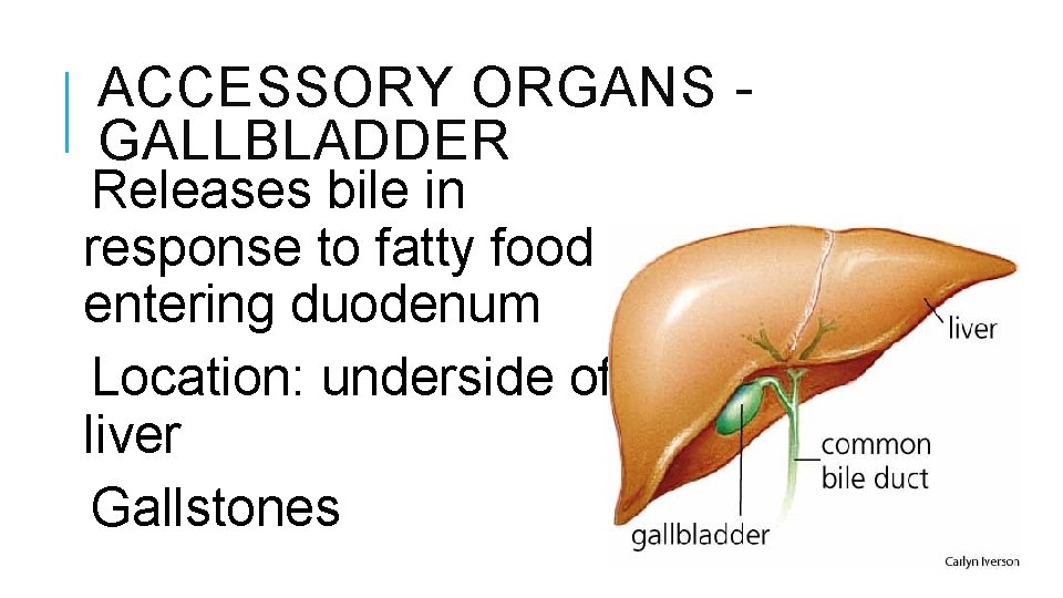 ACCESSORY ORGANS GALLBLADDER Releases bile in response to fatty food entering duodenum Location: underside