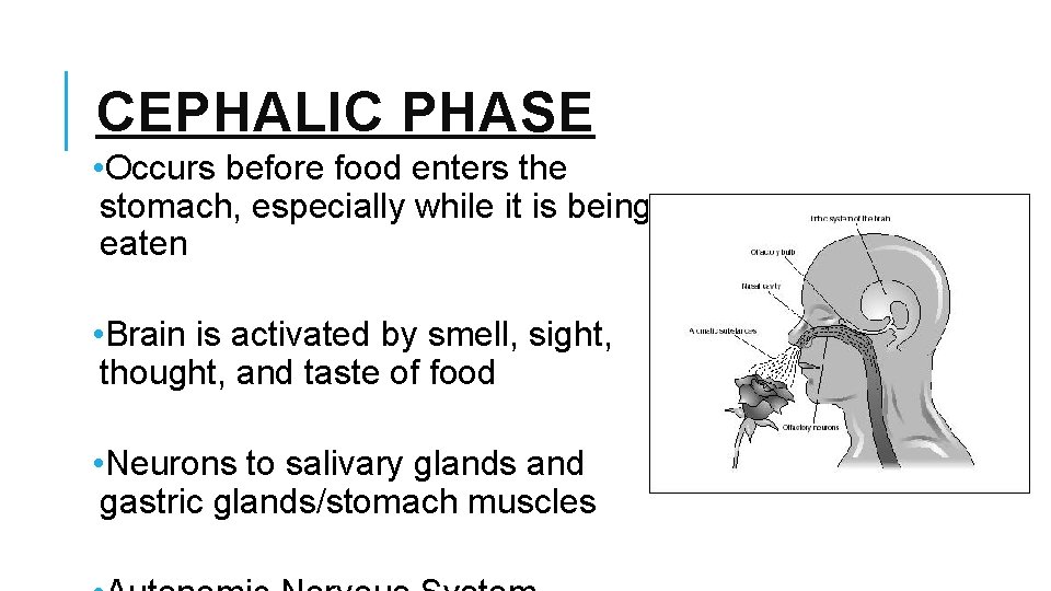 CEPHALIC PHASE • Occurs before food enters the stomach, especially while it is being