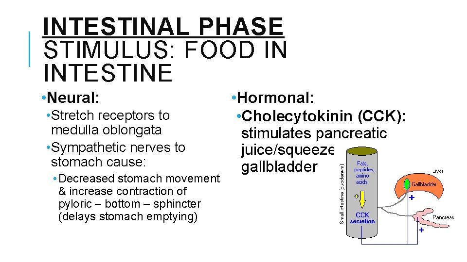 INTESTINAL PHASE STIMULUS: FOOD IN INTESTINE • Neural: • Stretch receptors to medulla oblongata