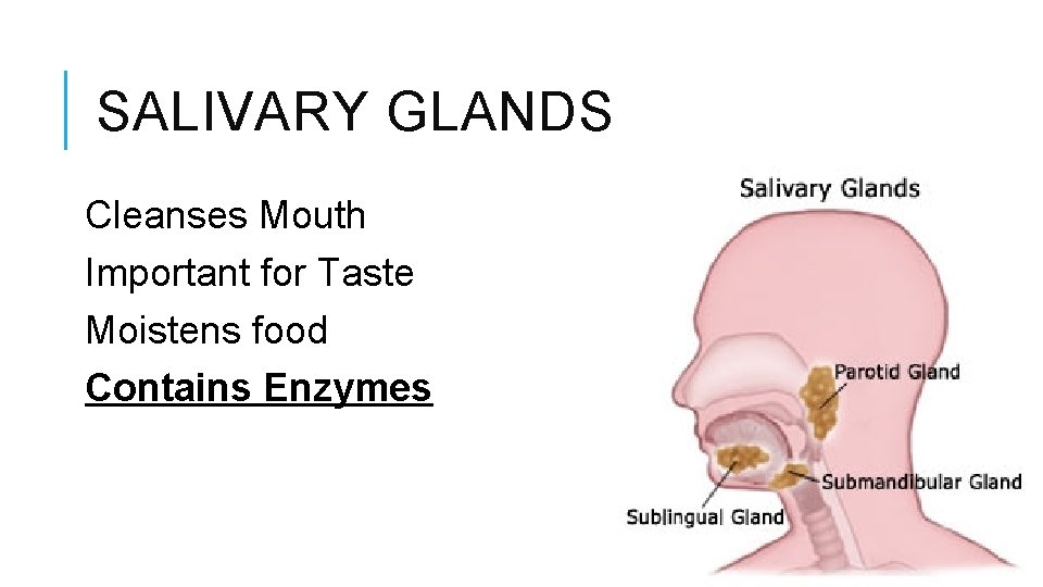 SALIVARY GLANDS Cleanses Mouth Important for Taste Moistens food Contains Enzymes 