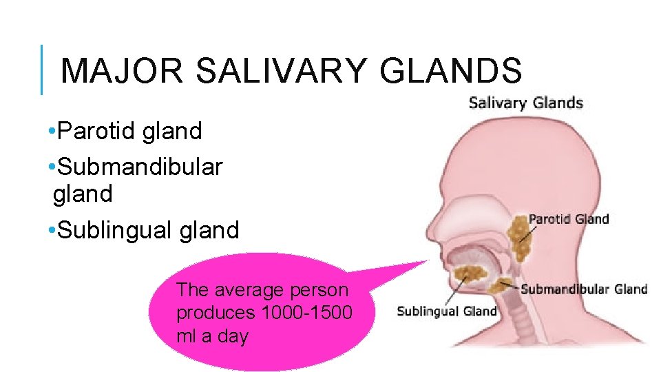 MAJOR SALIVARY GLANDS • Parotid gland • Submandibular gland • Sublingual gland The average