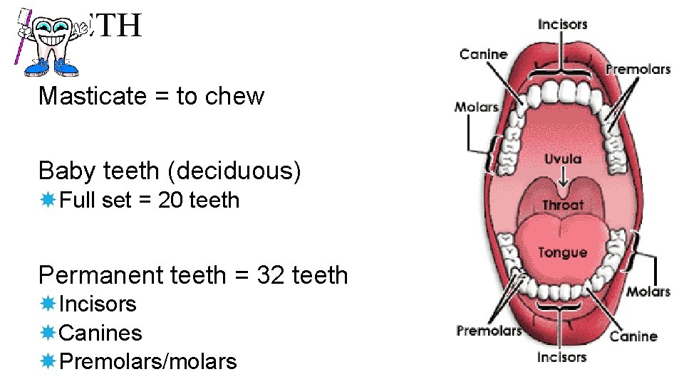 TEETH Masticate = to chew Baby teeth (deciduous) Full set = 20 teeth Permanent