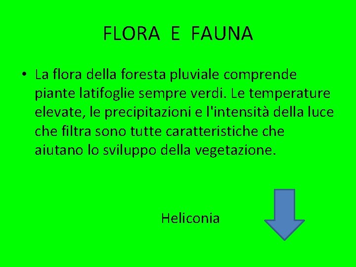 FLORA E FAUNA • La flora della foresta pluviale comprende piante latifoglie sempre verdi.