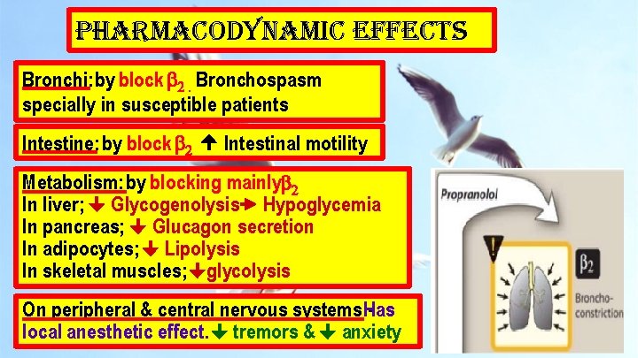 pharmacodynamic effects Bronchi: by block b 2. Bronchospasm specially in susceptible patients Intestine: by