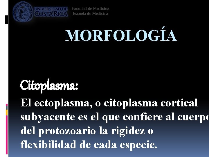Facultad de Medicina Escuela de Medicina MORFOLOGÍA Citoplasma: El ectoplasma, o citoplasma cortical subyacente