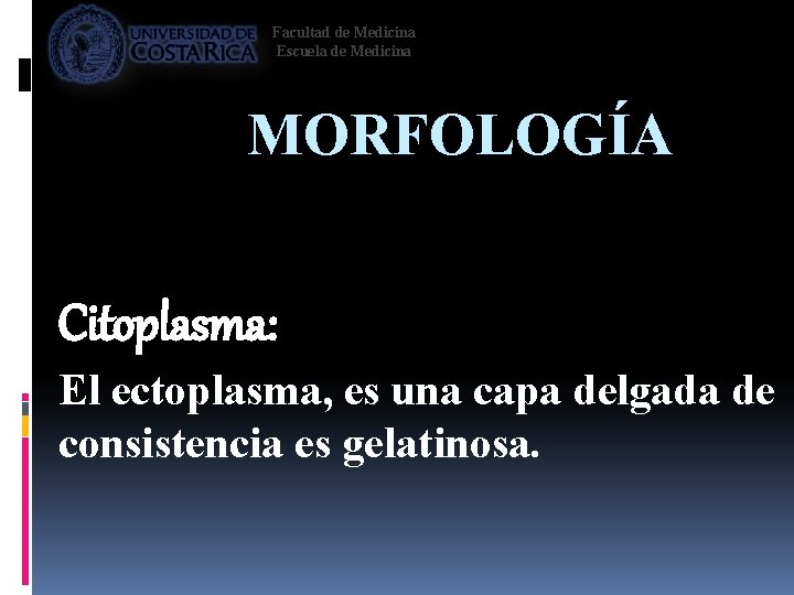 Facultad de Medicina Escuela de Medicina MORFOLOGÍA Citoplasma: El ectoplasma, es una capa delgada
