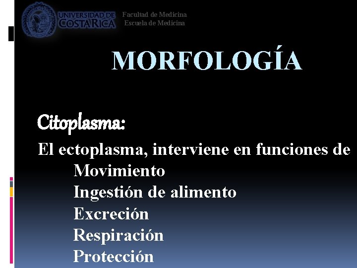 Facultad de Medicina Escuela de Medicina MORFOLOGÍA Citoplasma: El ectoplasma, interviene en funciones de