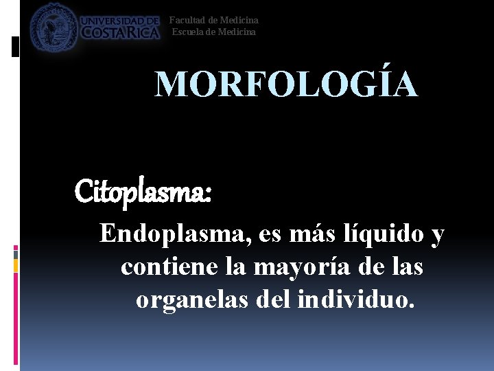 Facultad de Medicina Escuela de Medicina MORFOLOGÍA Citoplasma: Endoplasma, es más líquido y contiene