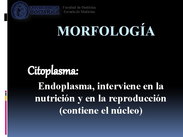 Facultad de Medicina Escuela de Medicina MORFOLOGÍA Citoplasma: Endoplasma, interviene en la nutrición y