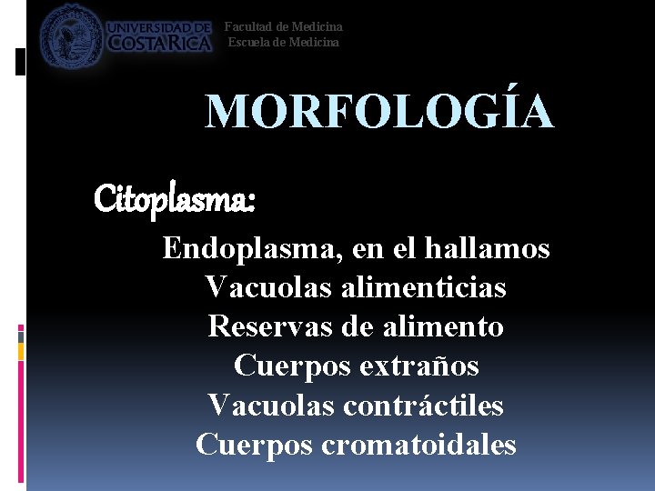 Facultad de Medicina Escuela de Medicina MORFOLOGÍA Citoplasma: Endoplasma, en el hallamos Vacuolas alimenticias