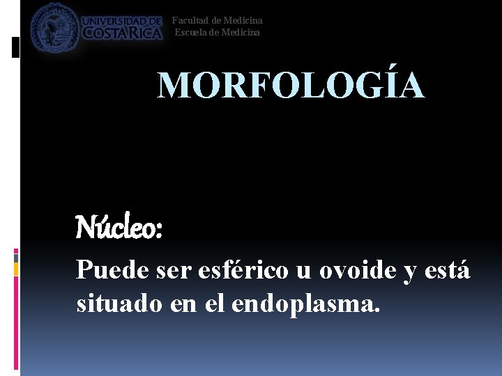 Facultad de Medicina Escuela de Medicina MORFOLOGÍA Núcleo: Puede ser esférico u ovoide y