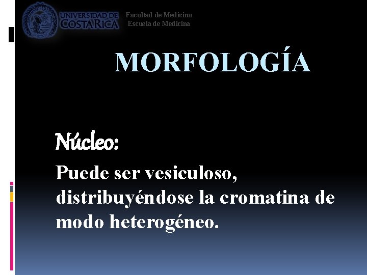 Facultad de Medicina Escuela de Medicina MORFOLOGÍA Núcleo: Puede ser vesiculoso, distribuyéndose la cromatina