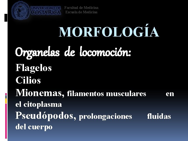 Facultad de Medicina Escuela de Medicina MORFOLOGÍA Organelas de locomoción: Flagelos Cilios Mionemas, filamentos