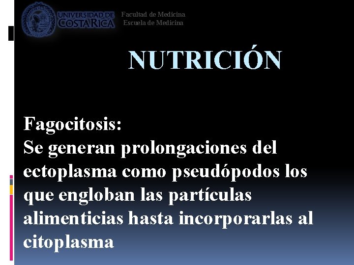 Facultad de Medicina Escuela de Medicina NUTRICIÓN Fagocitosis: Se generan prolongaciones del ectoplasma como