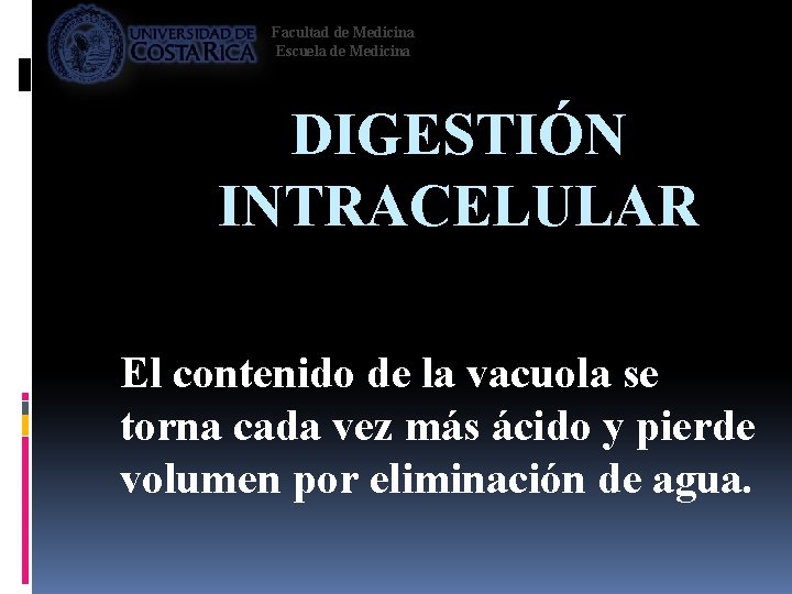 Facultad de Medicina Escuela de Medicina DIGESTIÓN INTRACELULAR El contenido de la vacuola se