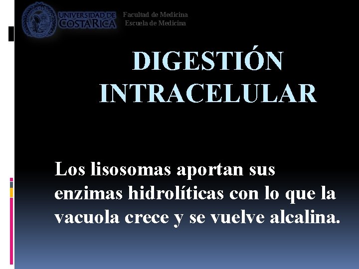 Facultad de Medicina Escuela de Medicina DIGESTIÓN INTRACELULAR Los lisosomas aportan sus enzimas hidrolíticas