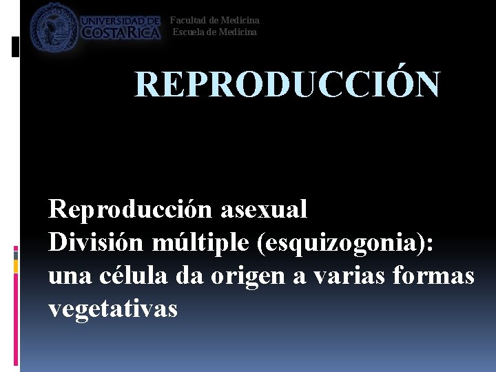 Facultad de Medicina Escuela de Medicina REPRODUCCIÓN Reproducción asexual División múltiple (esquizogonia): una célula