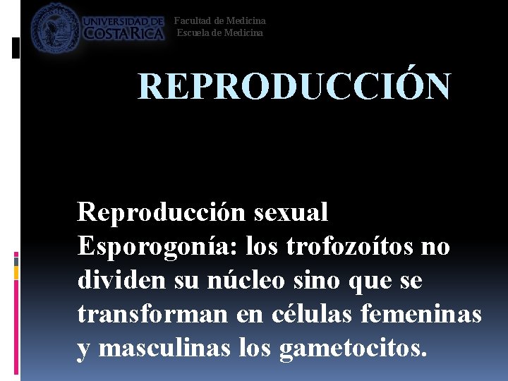 Facultad de Medicina Escuela de Medicina REPRODUCCIÓN Reproducción sexual Esporogonía: los trofozoítos no dividen