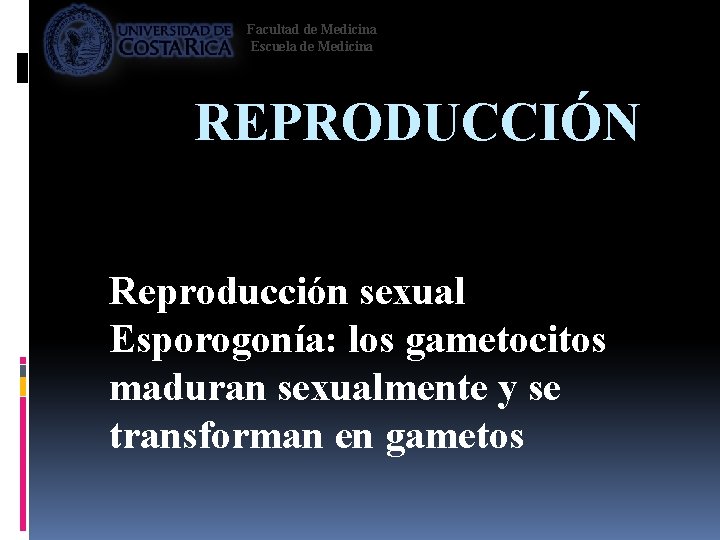 Facultad de Medicina Escuela de Medicina REPRODUCCIÓN Reproducción sexual Esporogonía: los gametocitos maduran sexualmente