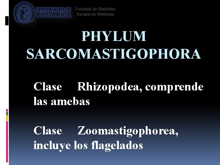 Facultad de Medicina Escuela de Medicina PHYLUM SARCOMASTIGOPHORA Clase Rhizopodea, comprende las amebas Clase