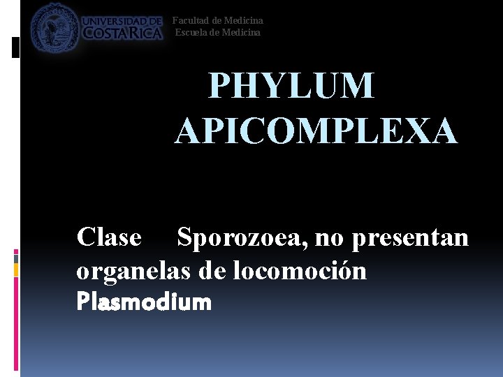 Facultad de Medicina Escuela de Medicina PHYLUM APICOMPLEXA Clase Sporozoea, no presentan organelas de