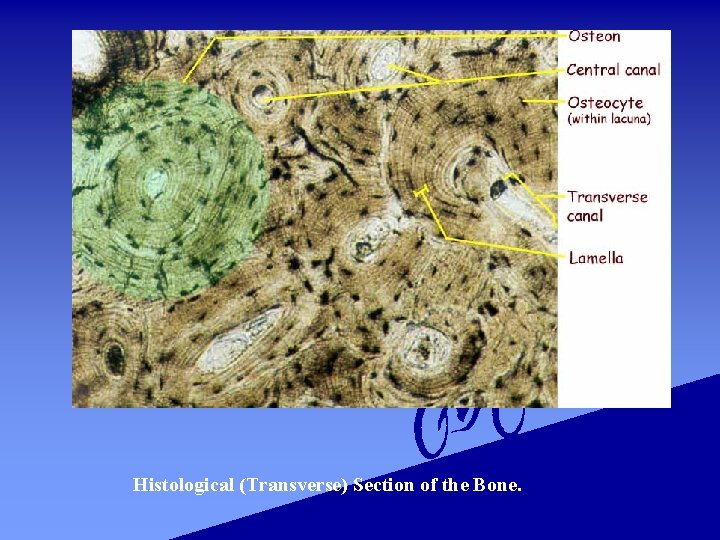 Histological (Transverse) Section of the Bone. 