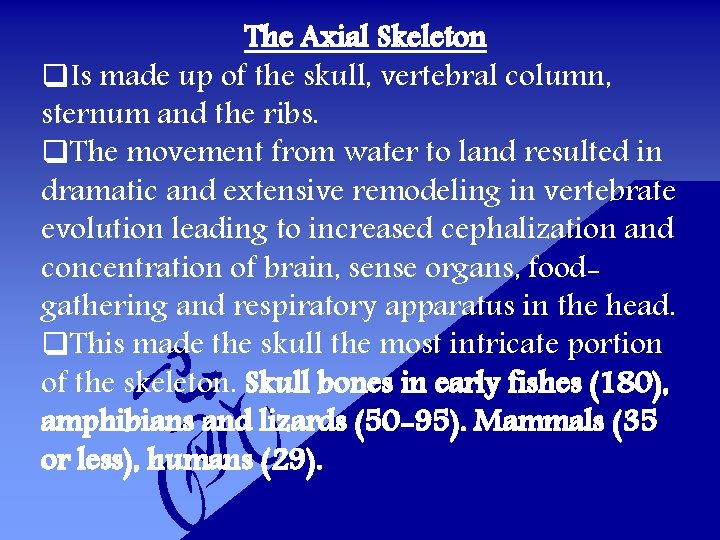 The Axial Skeleton q. Is made up of the skull, vertebral column, sternum and