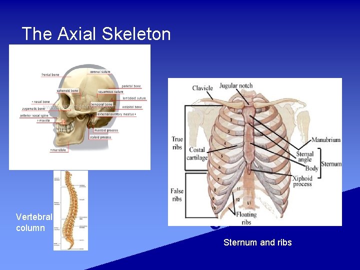 The Axial Skeleton Skull Vertebral column Sternum and ribs 