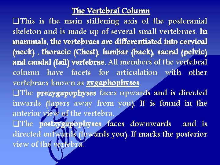 The Vertebral Column q. This is the main stiffening axis of the postcranial skeleton