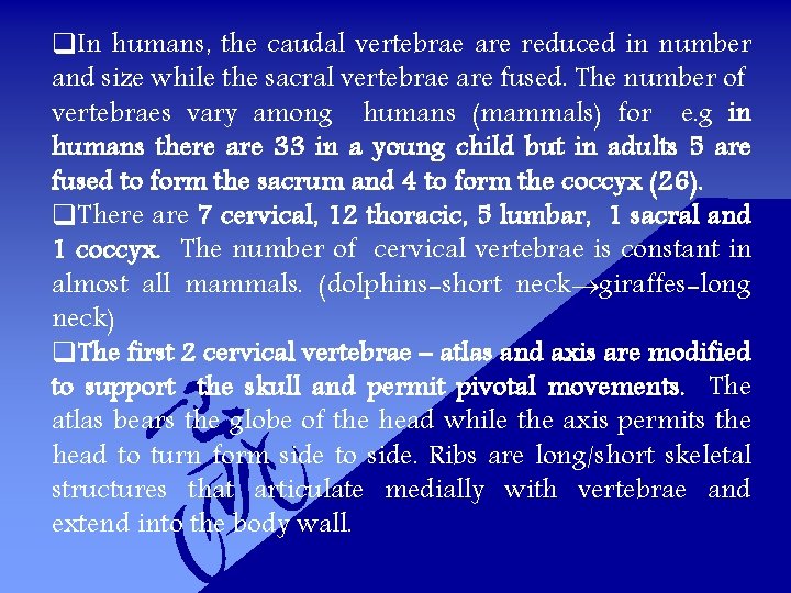 q. In humans, the caudal vertebrae are reduced in number and size while the