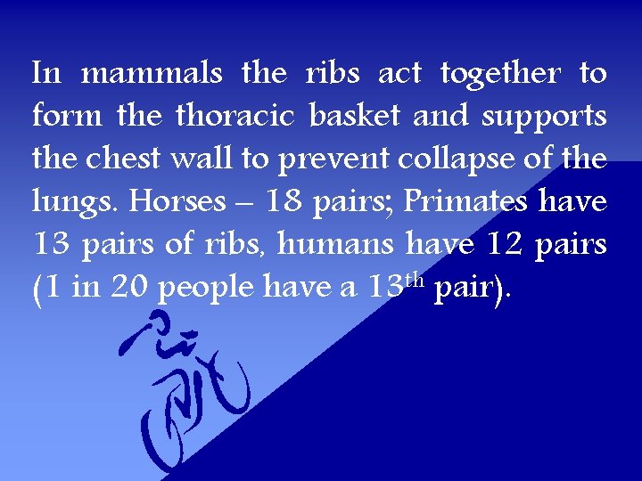 In mammals the ribs act together to form the thoracic basket and supports the