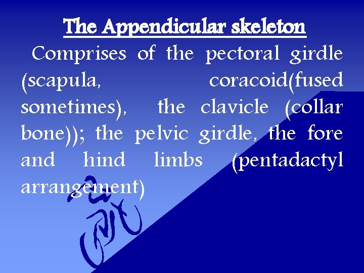 The Appendicular skeleton Comprises of the pectoral girdle (scapula, coracoid(fused sometimes), the clavicle (collar