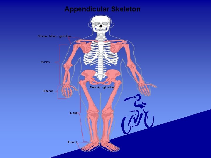 Appendicular Skeleton 