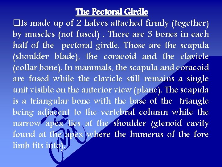 The Pectoral Girdle q. Is made up of 2 halves attached firmly (together) by