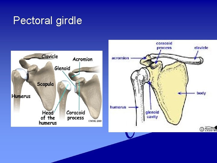 Pectoral girdle 