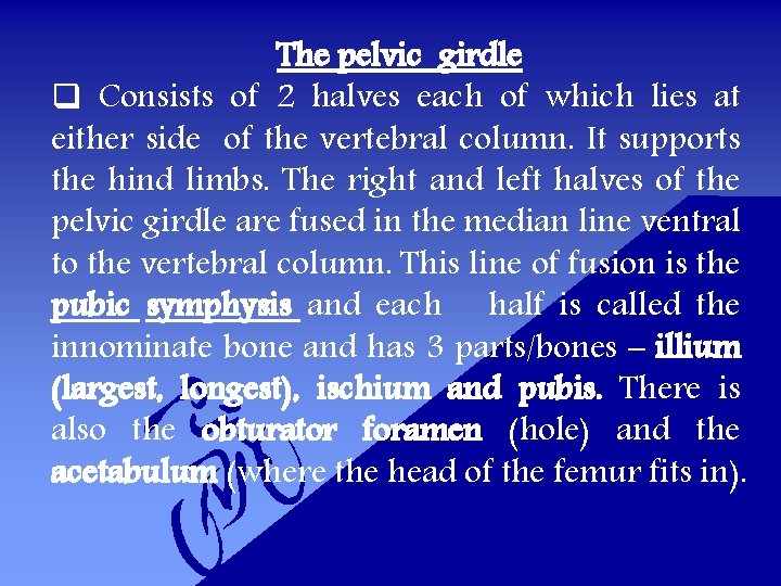The pelvic girdle q Consists of 2 halves each of which lies at either