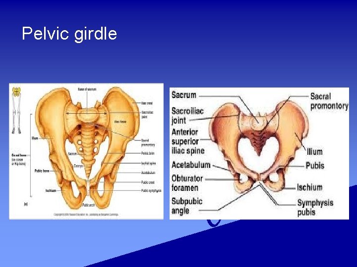 Pelvic girdle 