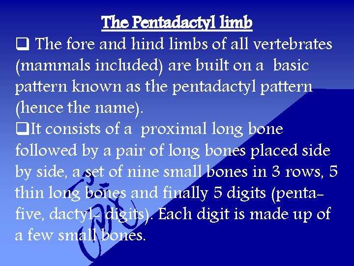 The Pentadactyl limb q The fore and hind limbs of all vertebrates (mammals included)