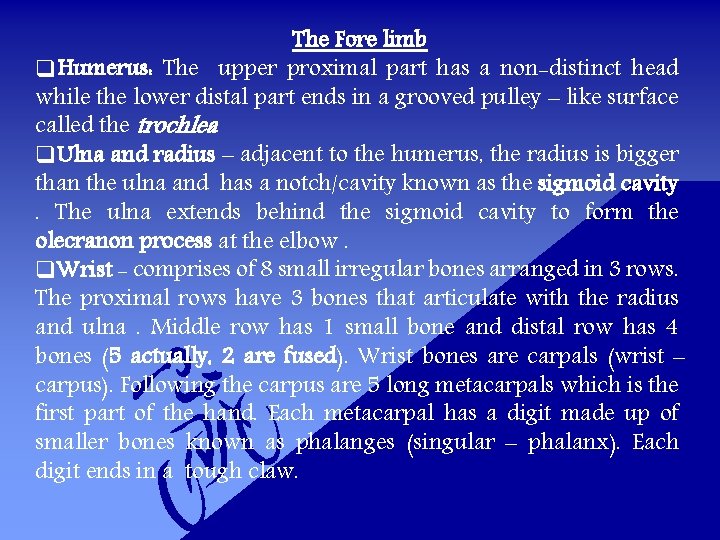 The Fore limb q. Humerus: The upper proximal part has a non-distinct head while