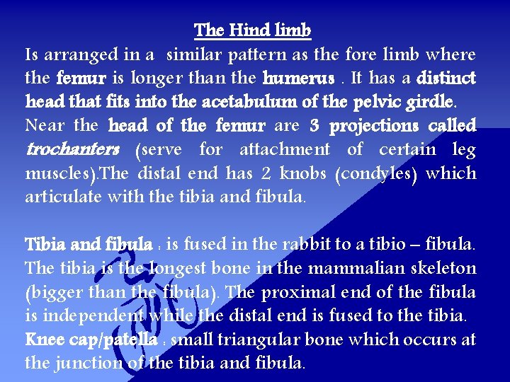 The Hind limb Is arranged in a similar pattern as the fore limb where