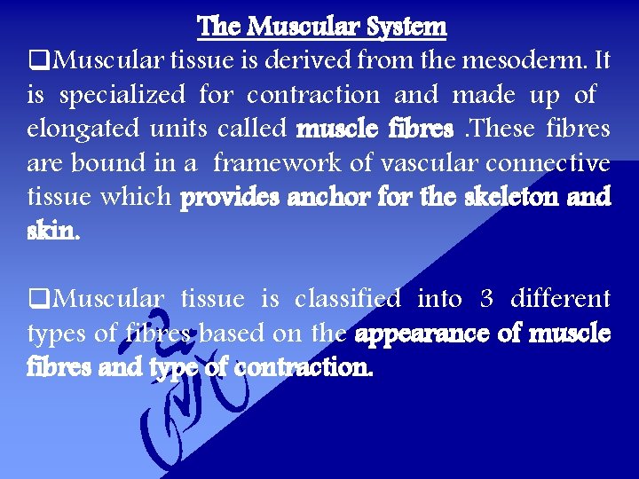 The Muscular System q. Muscular tissue is derived from the mesoderm. It is specialized