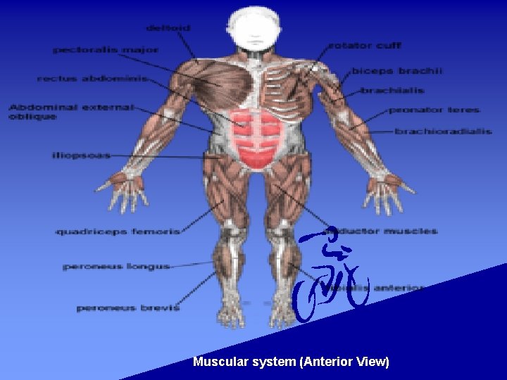 Muscular system (Anterior View) 