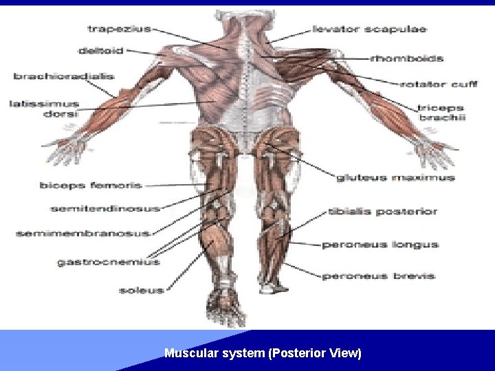 Muscular system (Posterior View) 