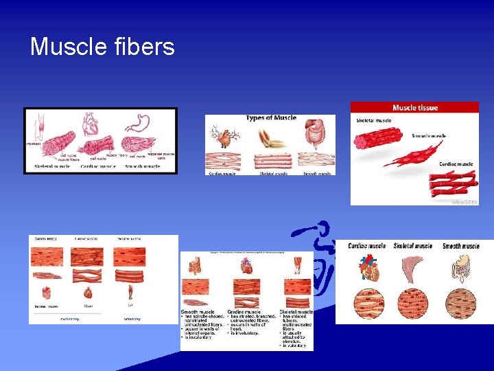 Muscle fibers 