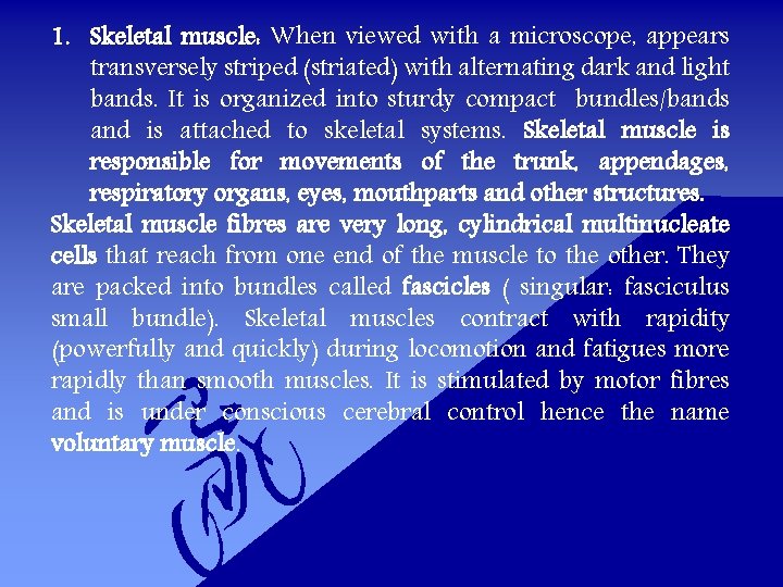 1. Skeletal muscle: When viewed with a microscope, appears transversely striped (striated) with alternating