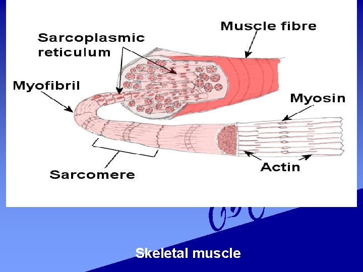 Skeletal muscle 