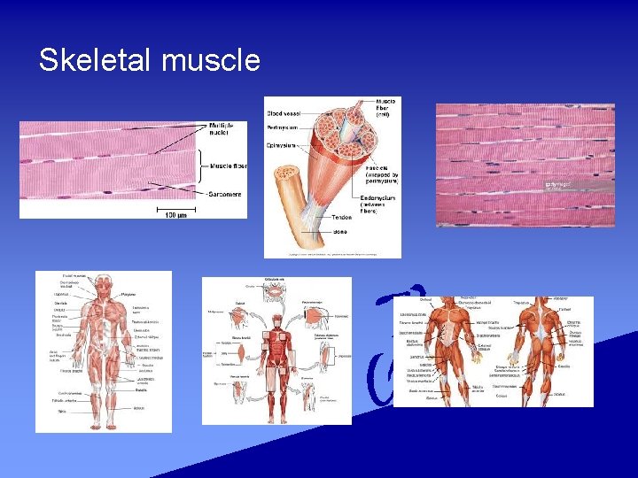 Skeletal muscle 