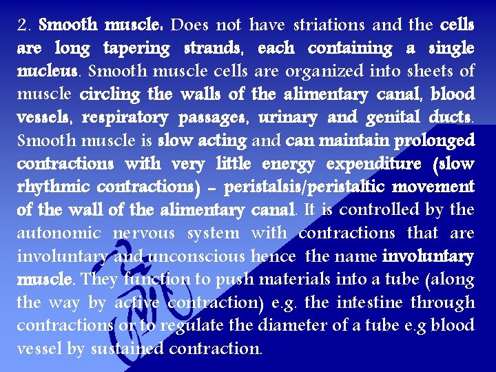 2. Smooth muscle: Does not have striations and the cells are long tapering strands,