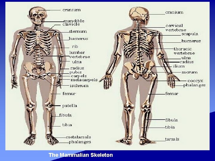 The Mammalian Skeleton 