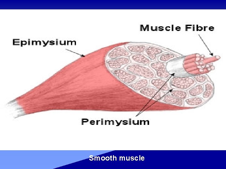 Smooth muscle 